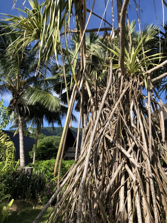 Luftwurzeln im Garten  La Digue Island Lodge