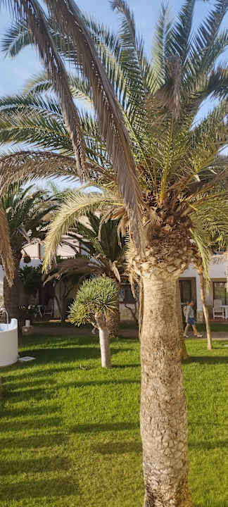 Gartenanlage Alua Suites Fuerteventura
