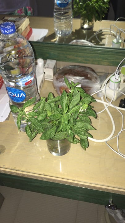 Zimmer Regina Resort and Aqua Park Hurghada