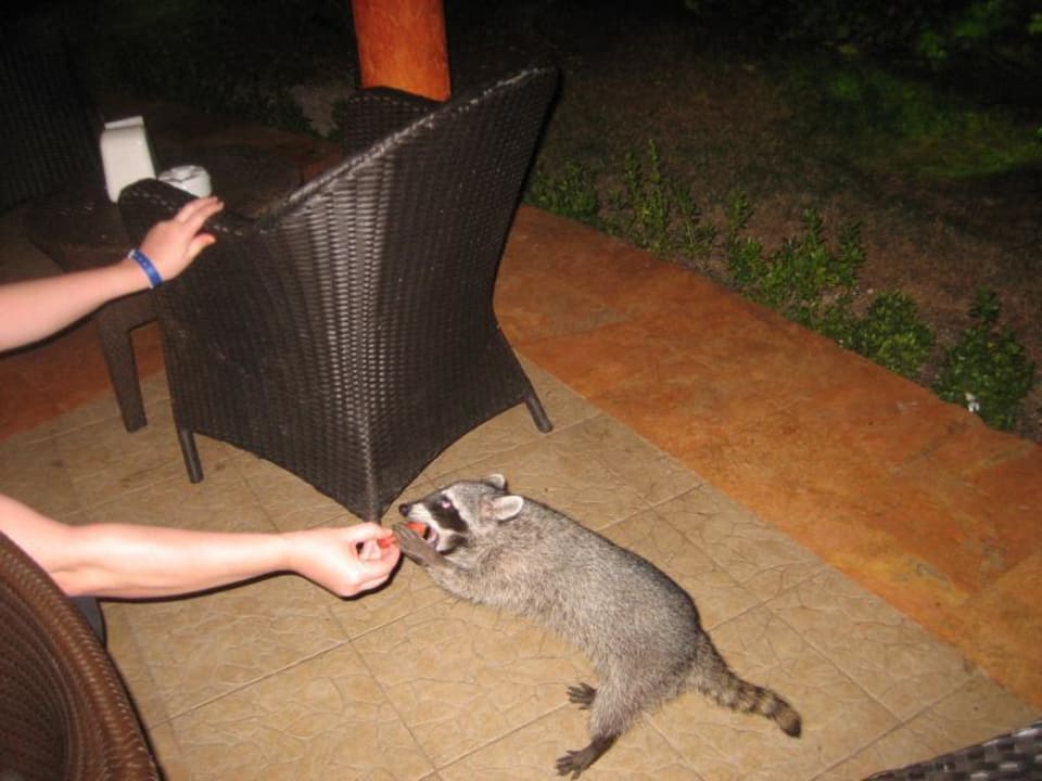 Waschbär beim Abendbrot Sandos Caracol Eco Resort