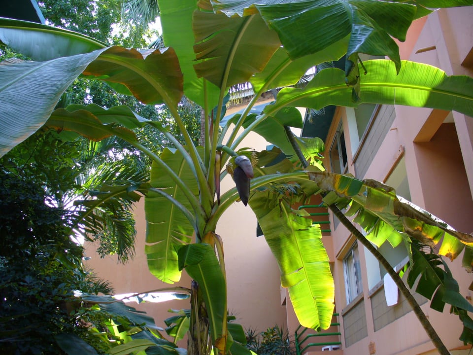 Bananenbaum whala!boca chica