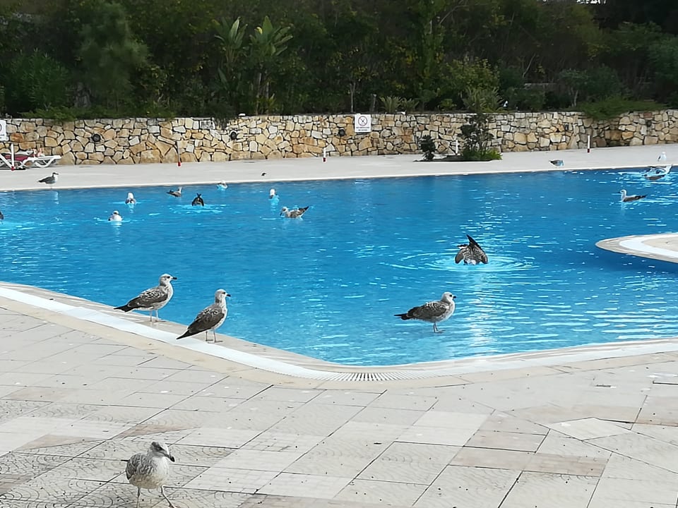 Pool Alfamar Beach & Sport Resort