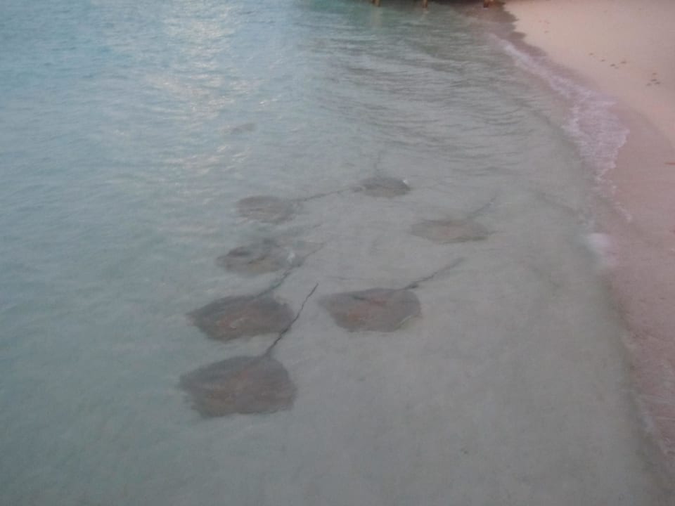 Rochenfütterung Kuramathi Maldives