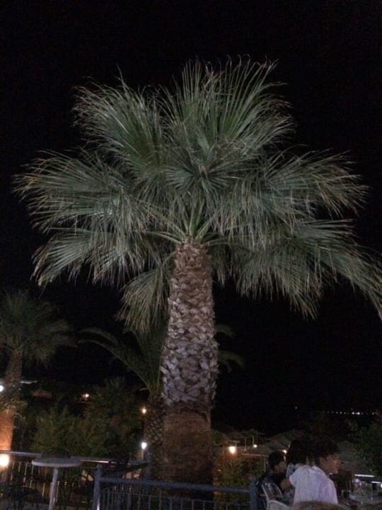 Gartenanlage Akrathos Beach Hotel