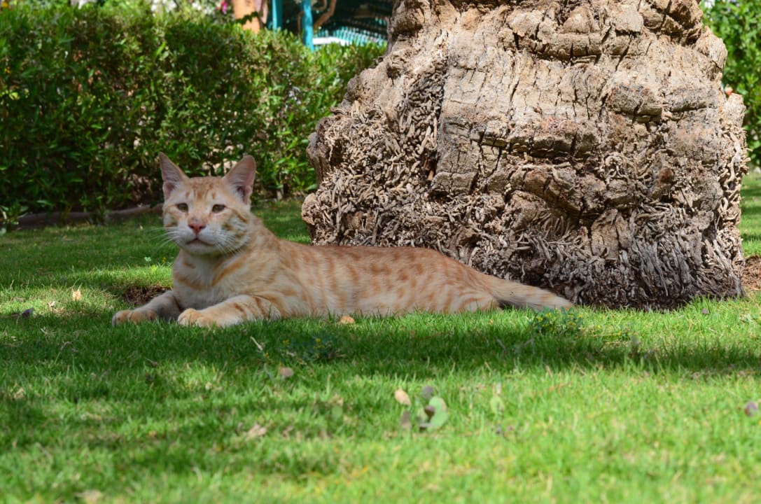 Saubere Katzen Arabia Azur Resort