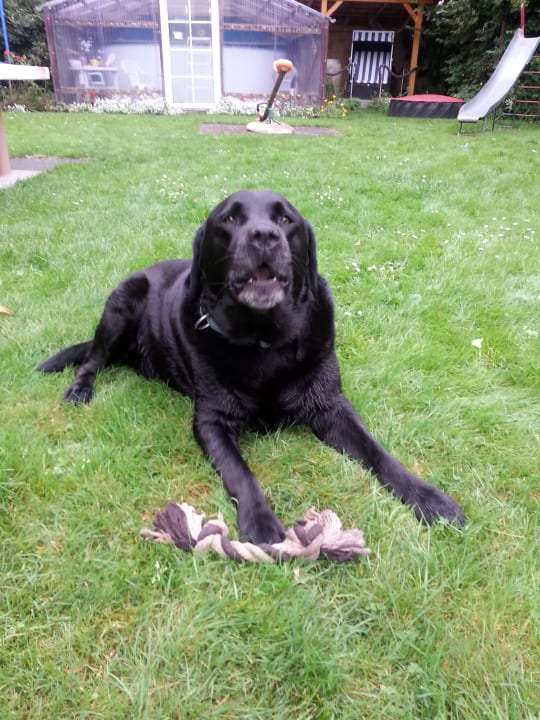 Hofhund Balu  Ferienhof Röhling