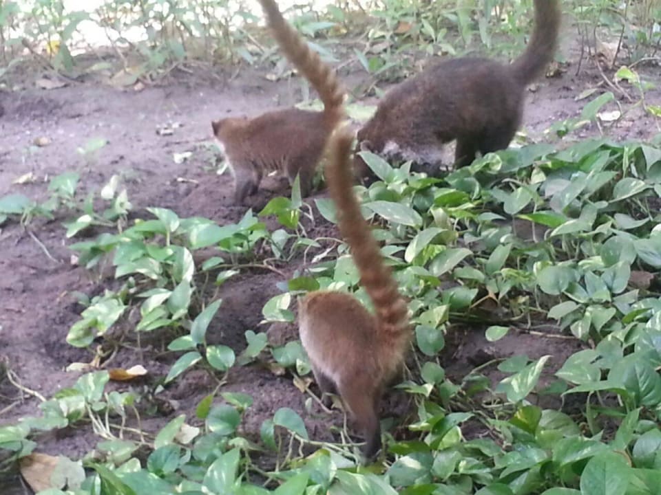 Hotel Catalonia Playa Maroma Catalonia Playa Maroma