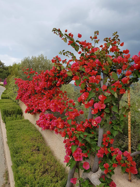 Gartenanlage Lindos Imperial Resort & Spa
