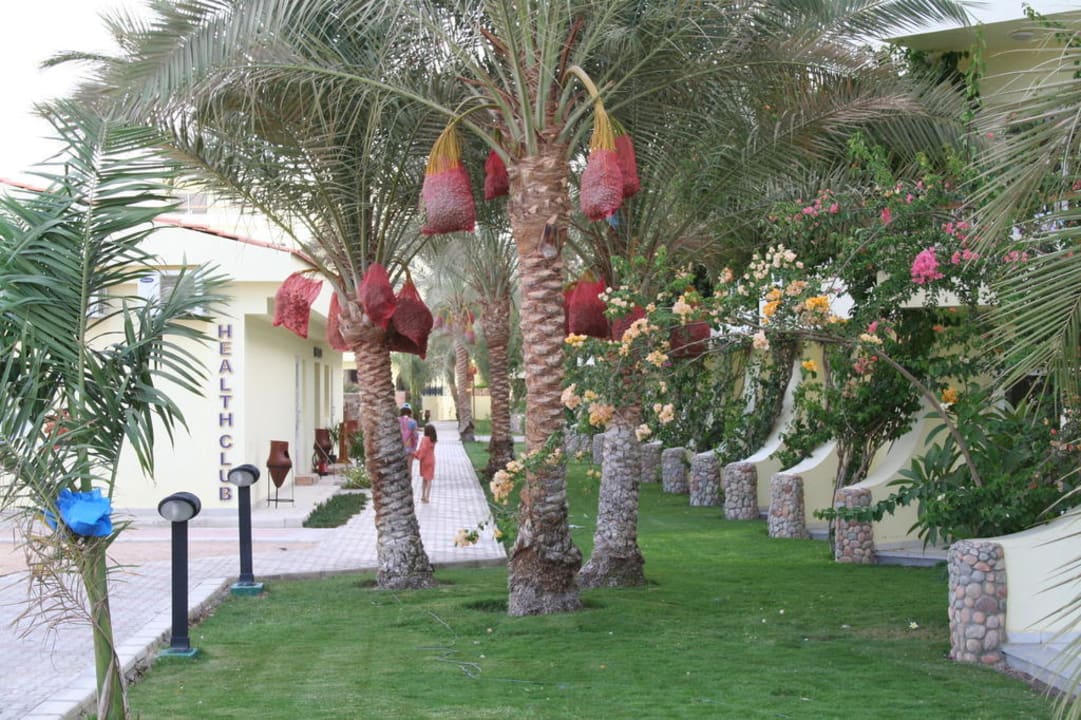 Datteln ohne Ende Palm Beach Resort