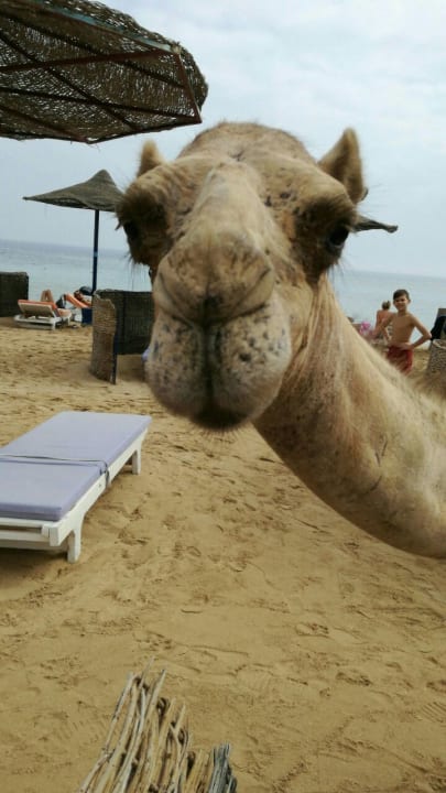 Strand Fantazia Resort Marsa Alam