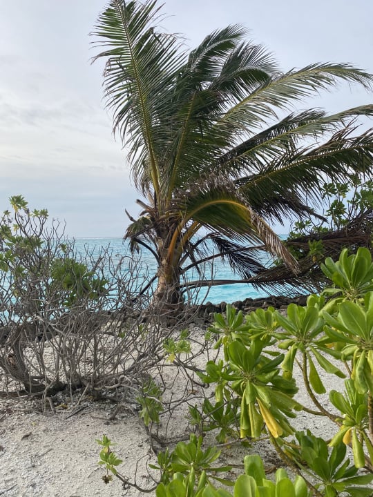 Strand Summer Island Maldives