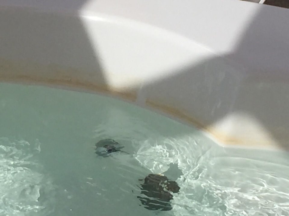 Suite Wirlpool Pickalbatros Palace Resort