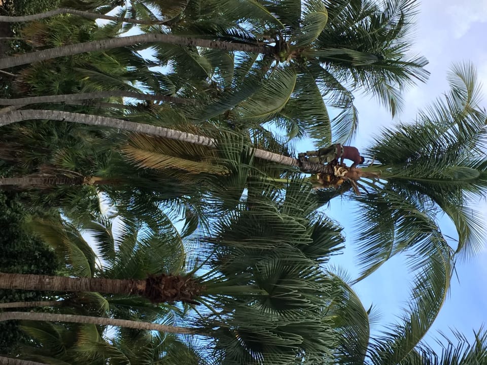 Gartenanlage Melia Las Antillas - Adults only