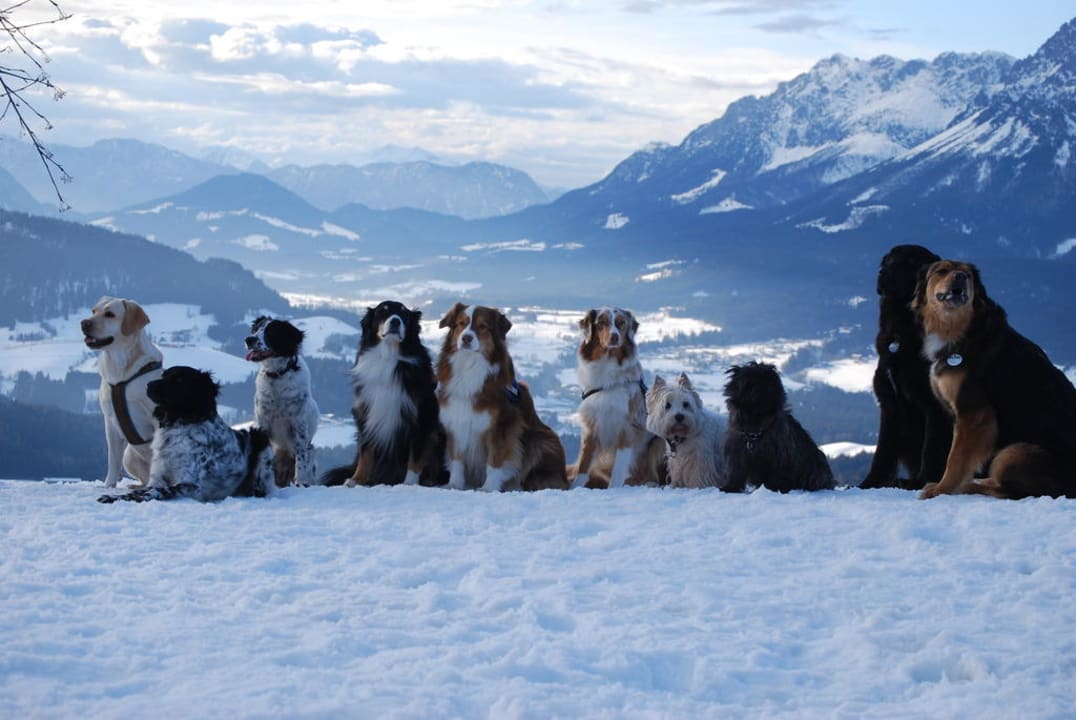 Hundeparadies Müllneralm Hotel Müllneralm - das Hundeparadies