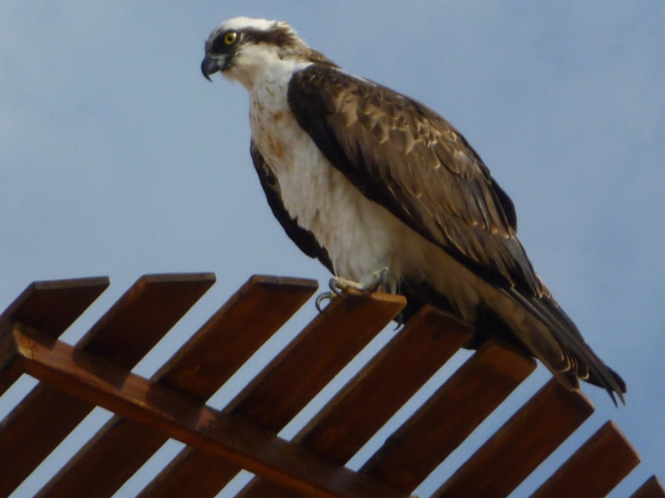 Seeadler? Siva Golden Bay Makadi