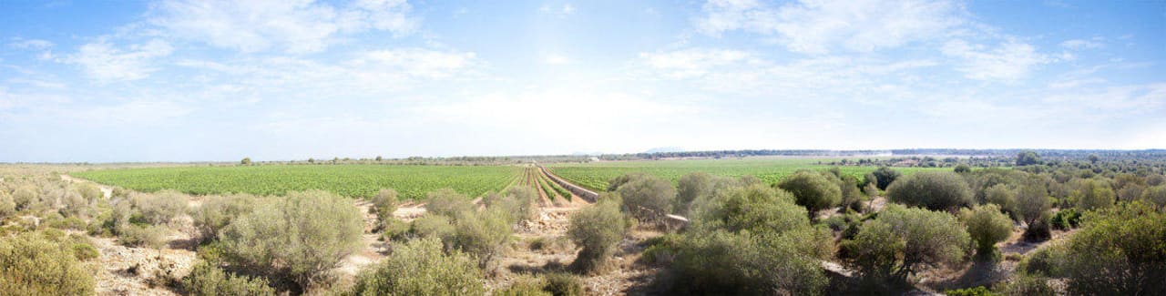 Viñedo Hotel Sa Bassa Plana