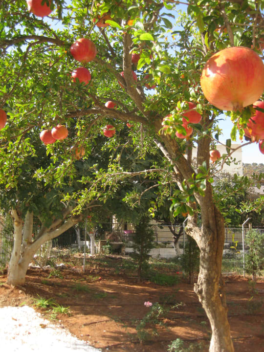 Im Garten stehen Granatapfelbäume Cactus Royal