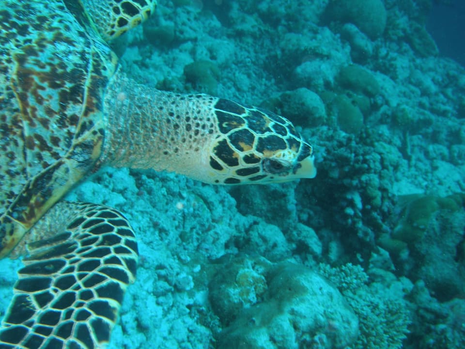 House Reef by diving sight Villa Park Sun Island