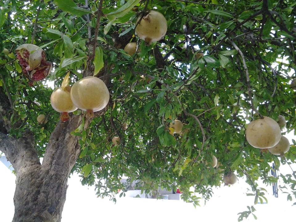Granatäpfel Village Irene