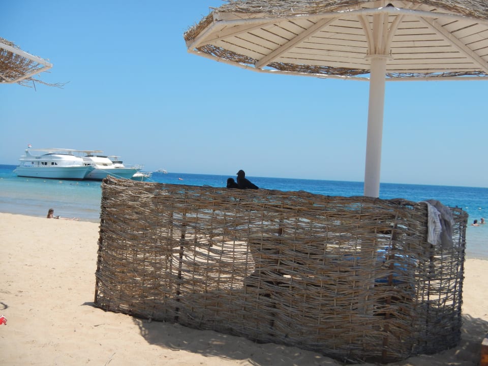 Freche Raben Eagles Paradise Abu Soma