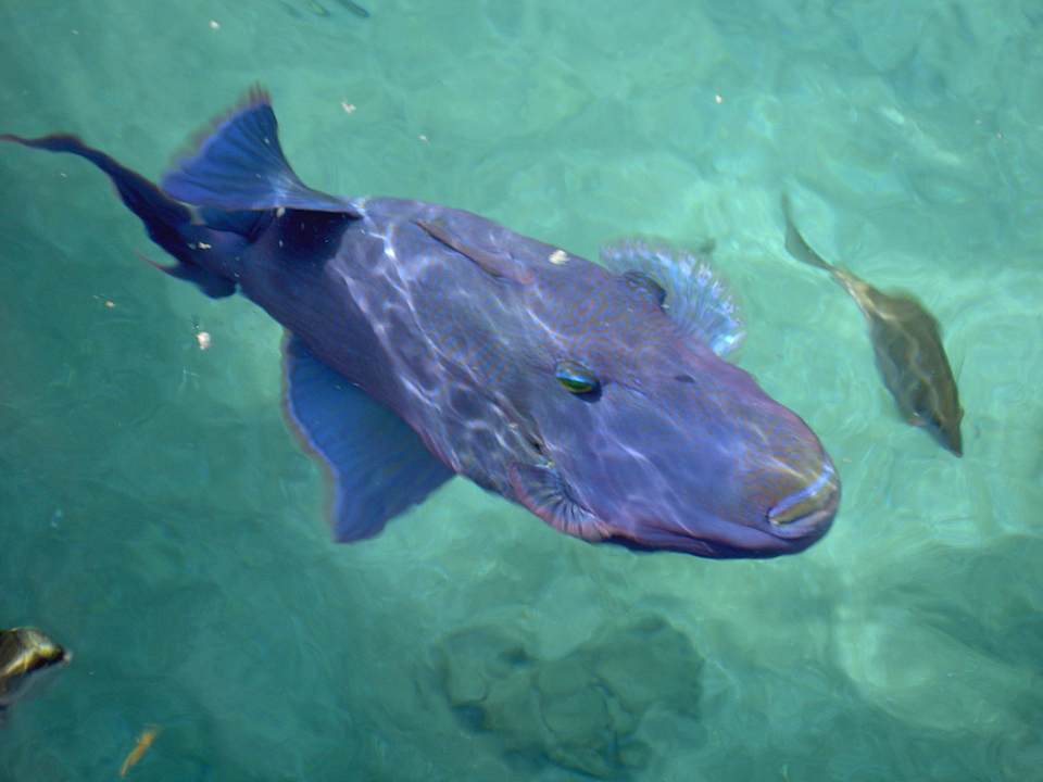 Wow so zutraulich Pickalbatros Palace Resort