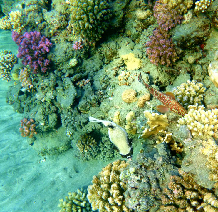 Sport & Freizeit Malikia Resort Abu Dabbab