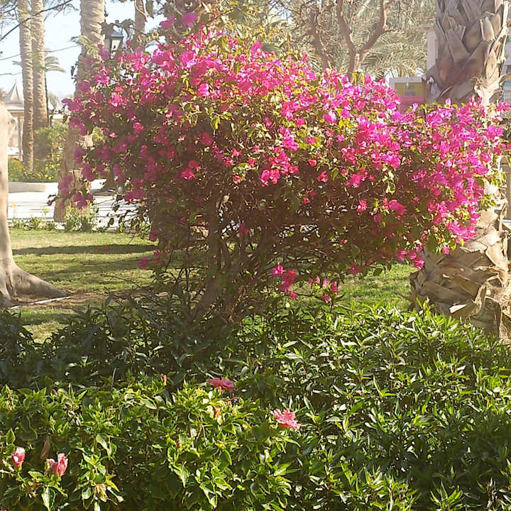 Gartenanlage The Grand Hotel Hurghada