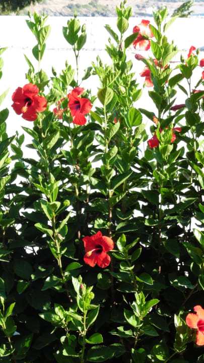 Gartenbereich Lindos Mare, Seaside Hotel