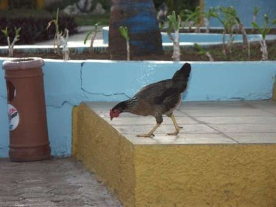 Urlaub am Bauernhof Starfish Cayo Guillermo