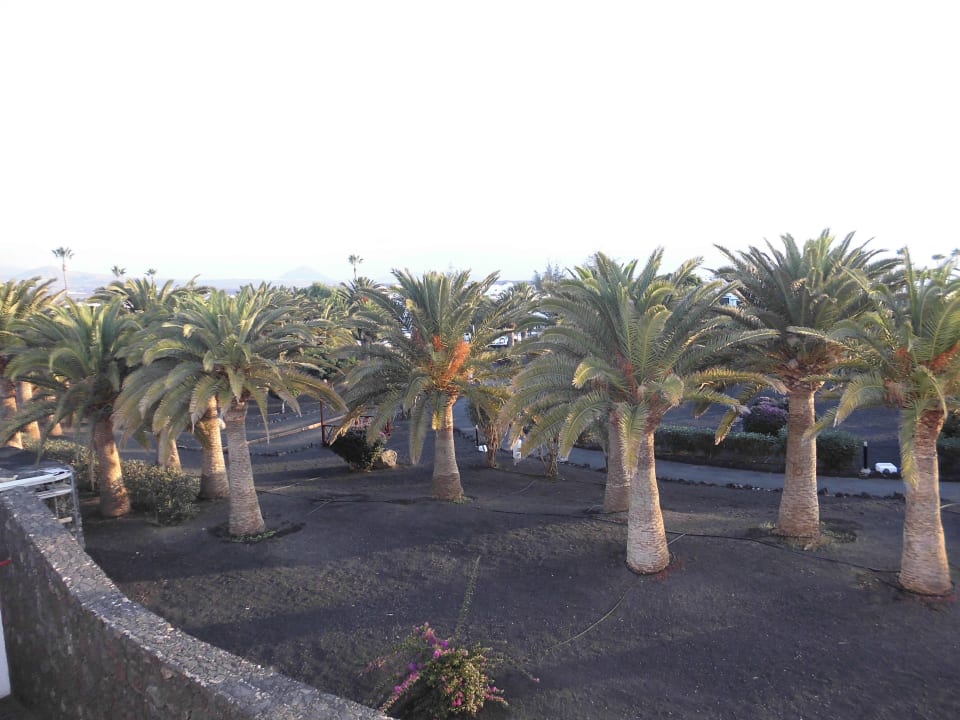 Il palmeto Relaxia Olivina