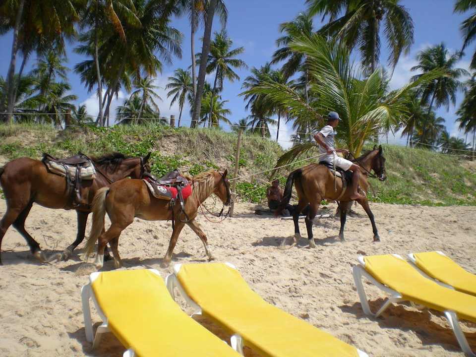 Hotel-Strand mit Pferden Iberostar Selection Praia do Forte