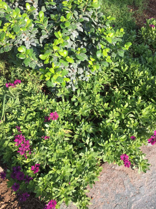 Blumen überall Hotel Gardenia Beach