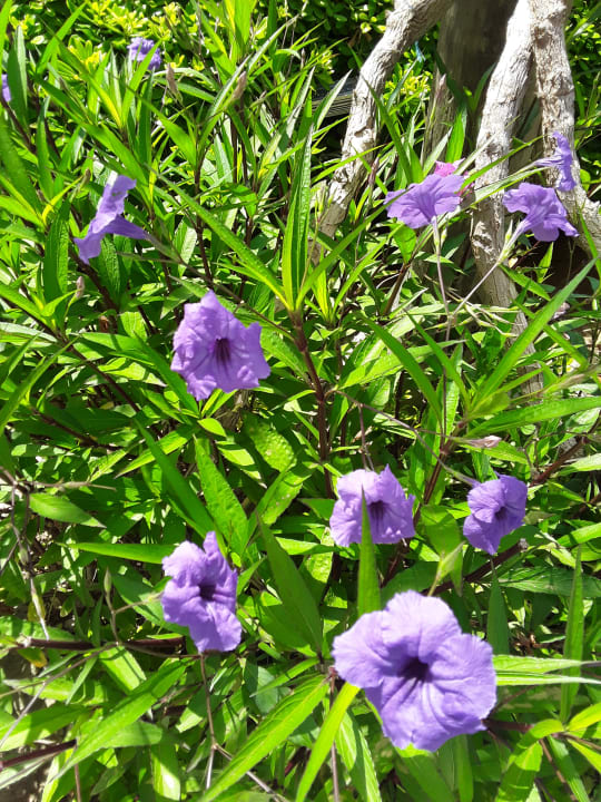 Gartenanlage Alaiye Resort & Spa