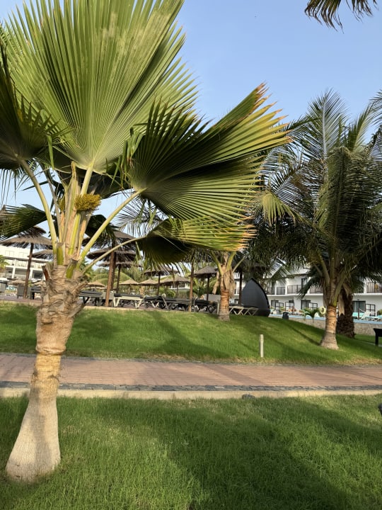 Gartenanlage Meliá Laguna Beach