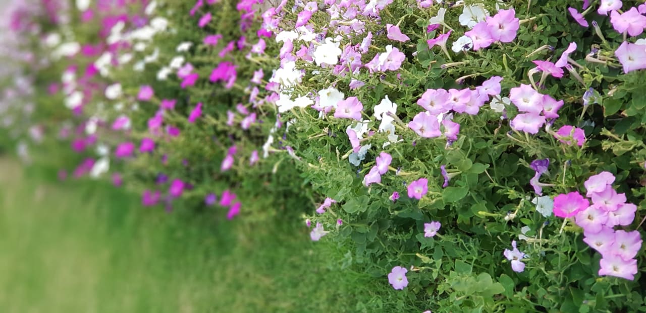 Garten Jaz Makadi Saraya Resort