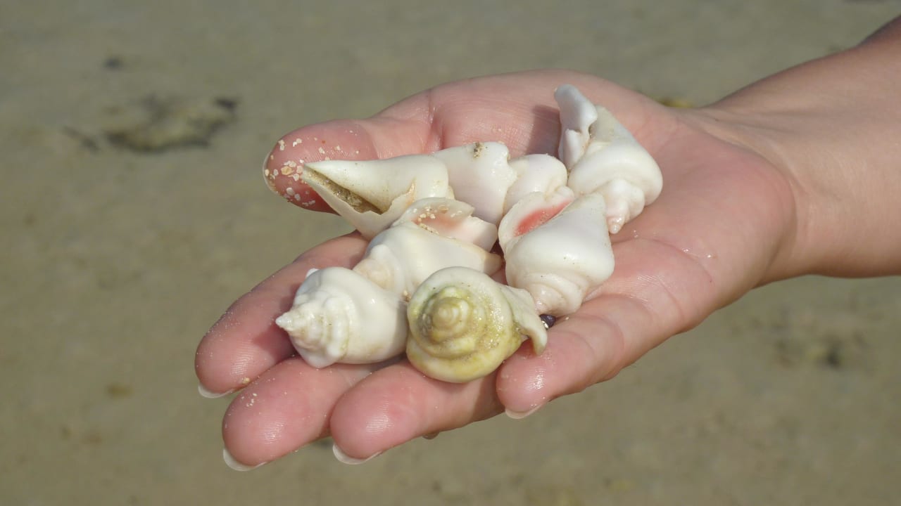 Bitte liegen lassen Hotel Gorgonia Beach Resort