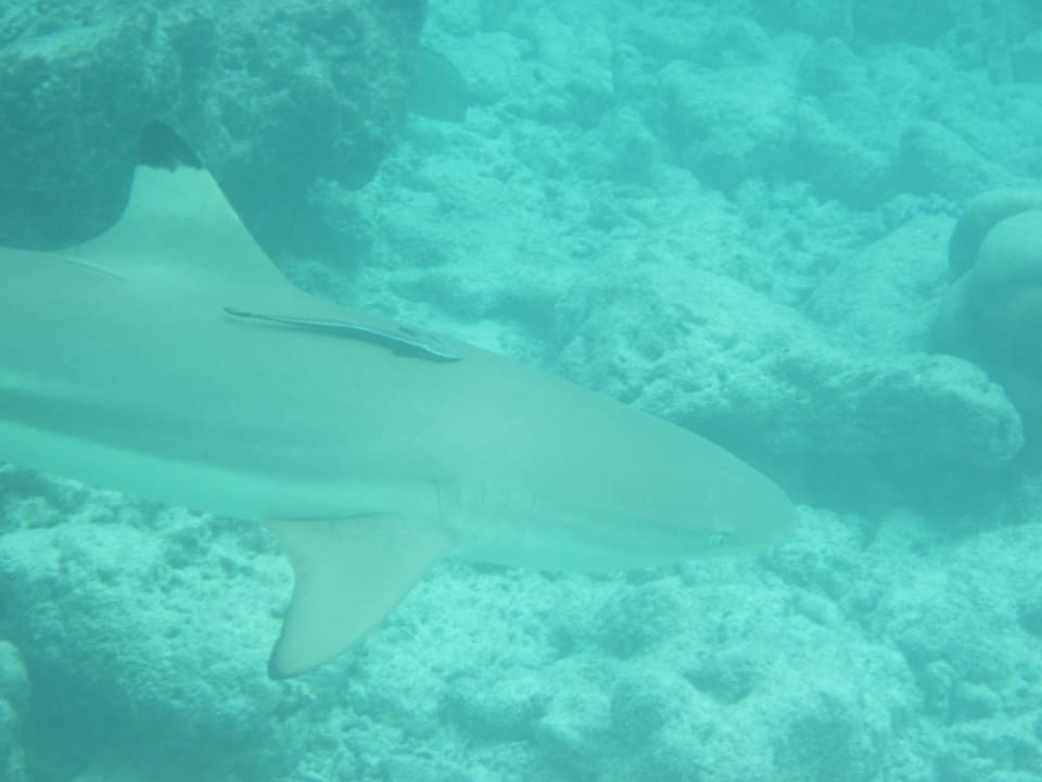 Big one Kuramathi Maldives