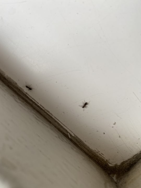 Zimmer Roompot De Soeten Haert