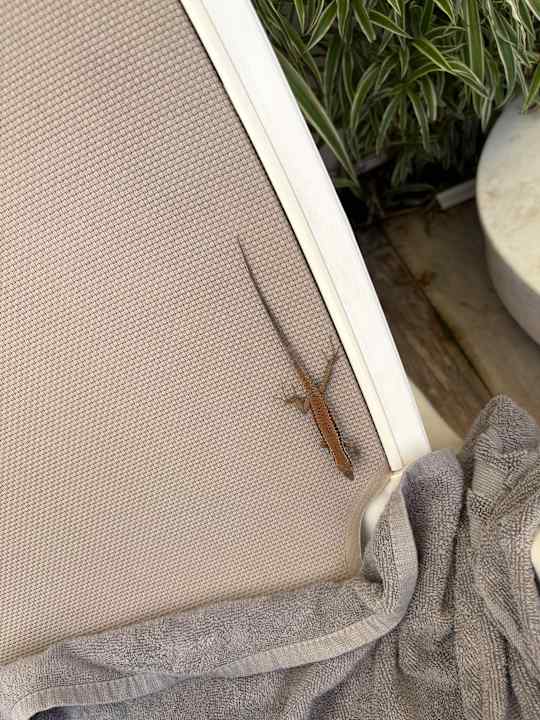 Gartenanlage Castival Hotel