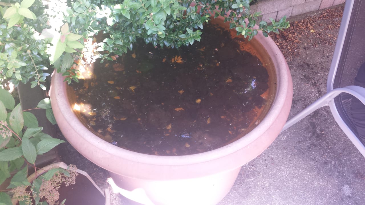 Gartenanlage Pension Bräuer