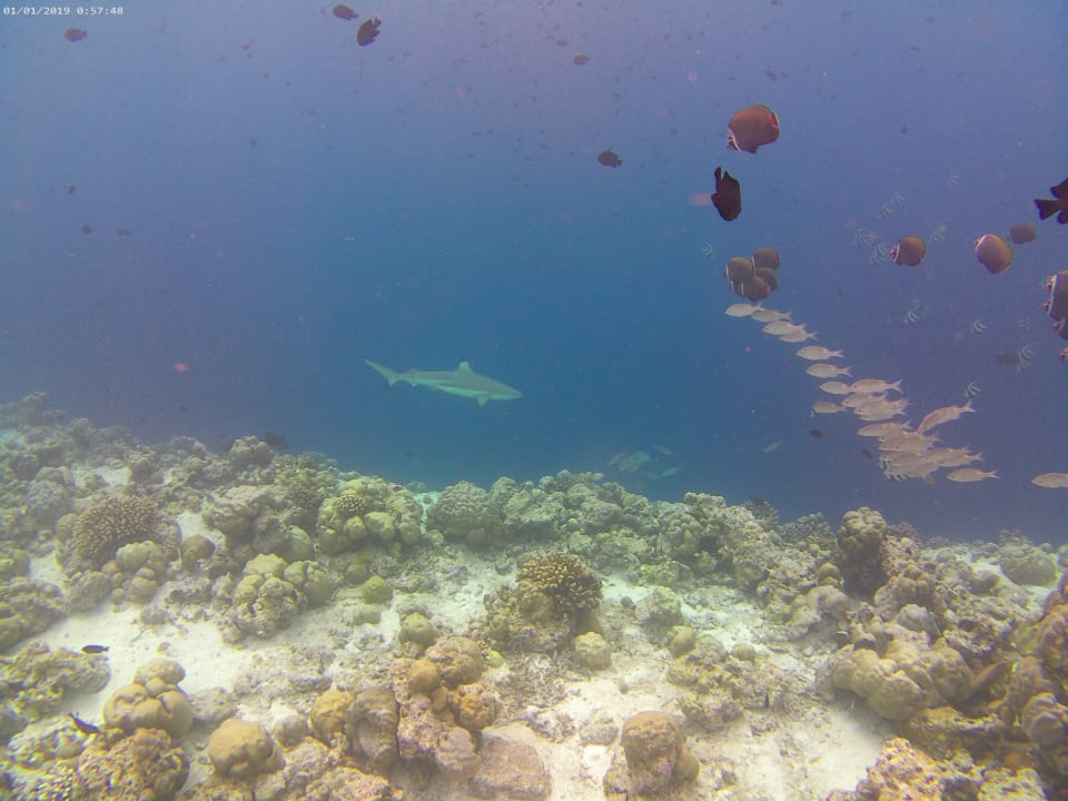 Sport & Freizeit NH Collection Maldives Reethi Resort