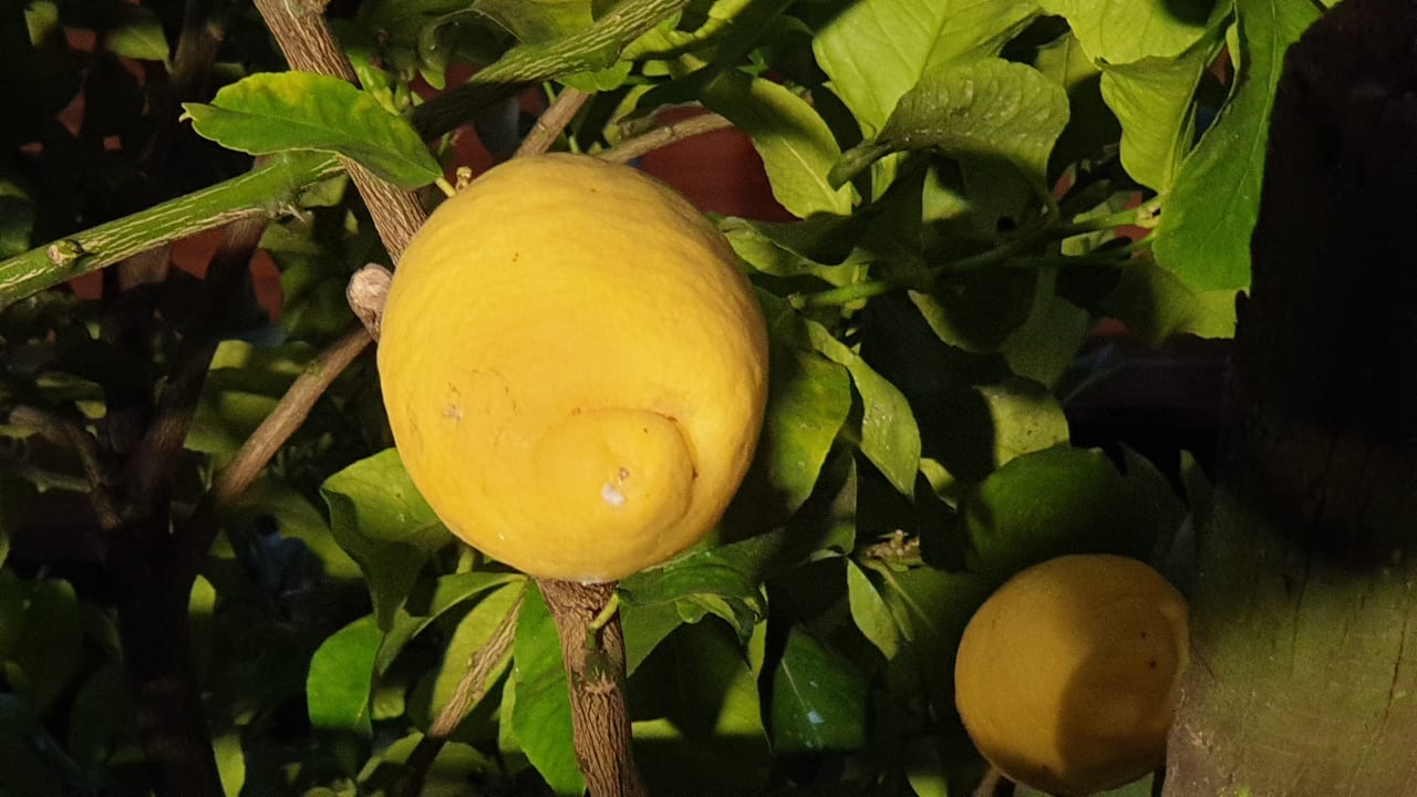 Gartenanlage Hotel Caravel