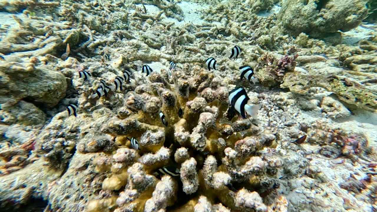 Strand Cinnamon Hakuraa Huraa Maldives