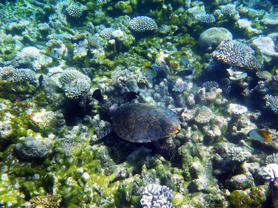 Schildkröte Meeru Maldives Resort Island