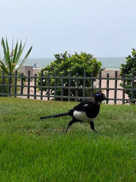 Gastro Hotel Riu Palace Tikida Agadir