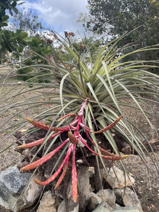 Gartenanlage Iberostar Coral Holguín