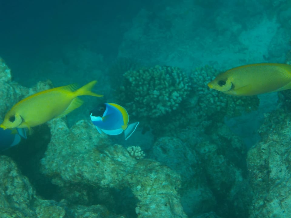 Sport & Freizeit Grand Park Kodhipparu