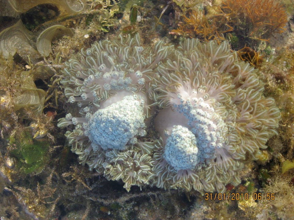 Das Riff lebt Love's Lodge & Resort