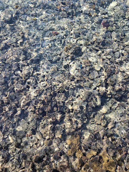 Strand JAZ Elite Asteria