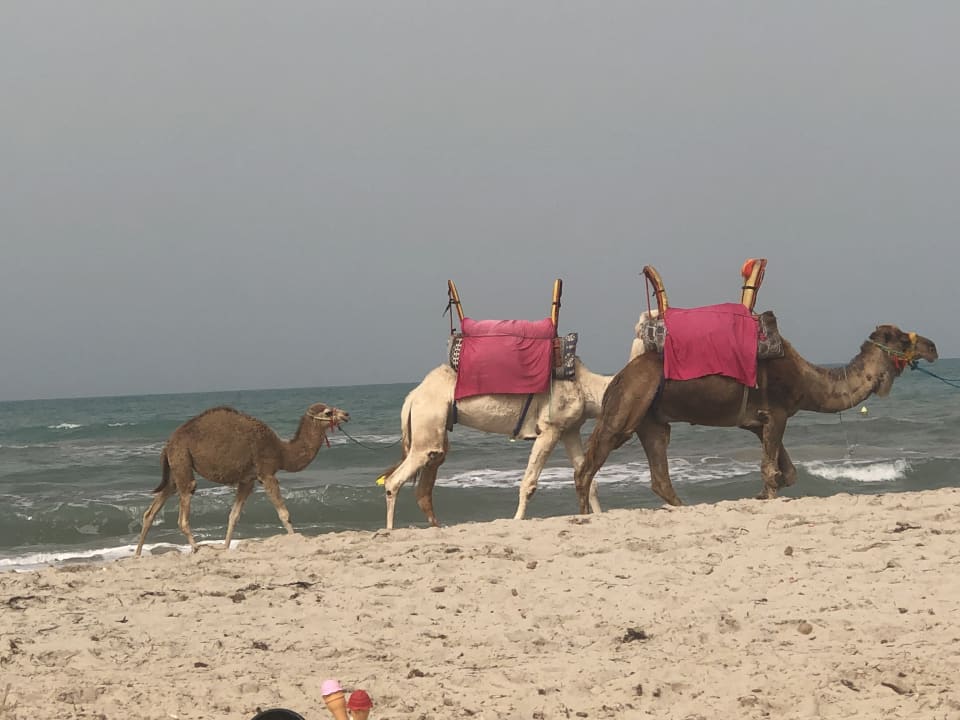 Strand TUI MAGIC LIFE Penelope Beach